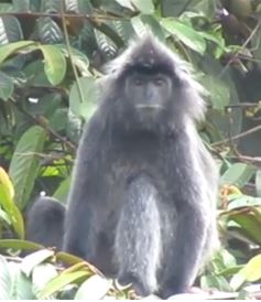 Trachypithecus cristatus