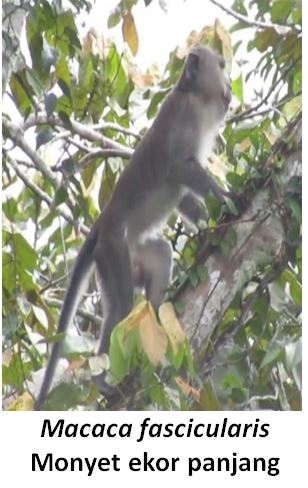 Macaca Fascicularis