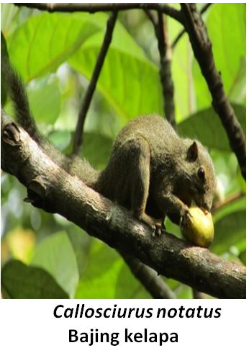 Callosciurus Notatus