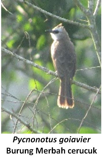 Pynonotus
